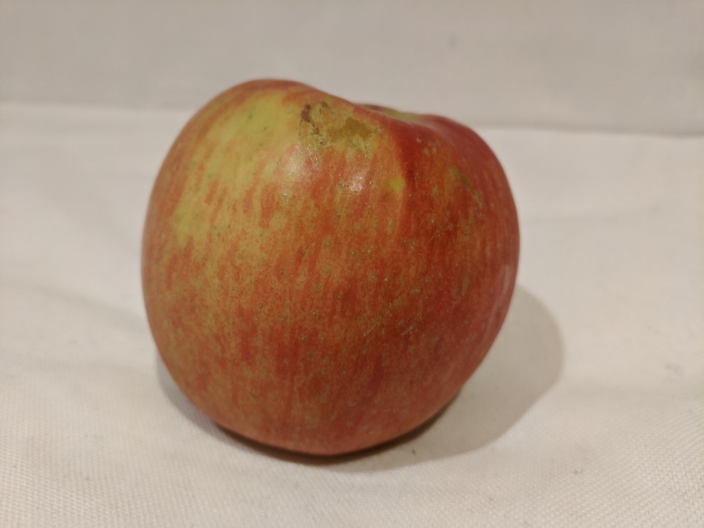 An image of an apple